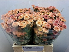 Chrysanth Santini Calimero Salmon 40cm 26gr.