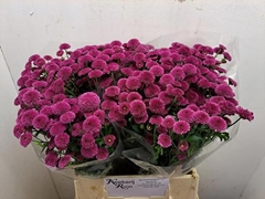 Chrysanth Santini Calimero Dark Pink 45cm 26gr.