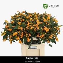 Euphorbia Fulgens Spray Sunstream 75cm 10cm Hd