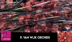 Cymbidium Princess Fredericka 60cm