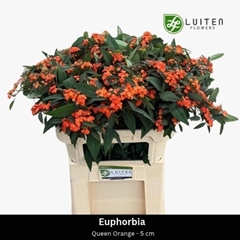 Euphorbia Fulgens Spray Queen Of Orange 70cm 5cm Hd