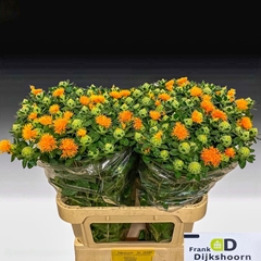 Carthamus Zanzibar 75cm