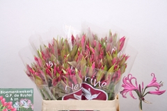 Nerine Ras Van Roon 55cm