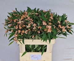 Euphorbia Fulgens Spray Fire King 80cm 10cm Hd