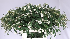 Euphorbia Fulgens Spray Quicksilver 80cm 10cm Hd