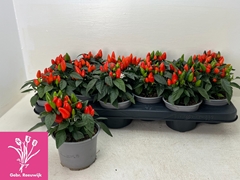 Capsicum Salsa Dark Orange 10Ø 18cm