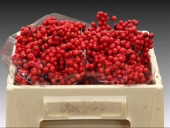 Ilex Red Berry 25cm