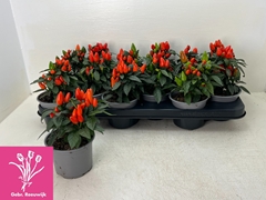 Capsicum Salsa Dark Orange 10Ø 18cm