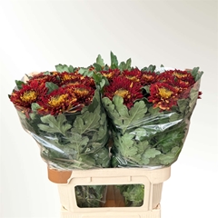 Chrysanth Single Laika Red 70cm 80gr.