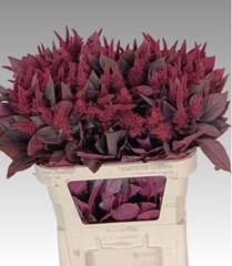 Amaranthus Cruentus Velvet 80cm