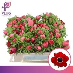 Anemone Coronaria Marianne Red 30cm