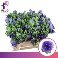 Anemone Coronaria Galil Blue 30cm