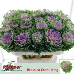 Brassica Crane King 70cm