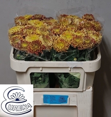 Chrysanth Single Bislet Red 65cm 30gr.