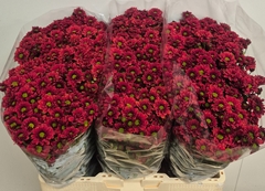 Chrysanth Santini Melissa 55cm 40gr.