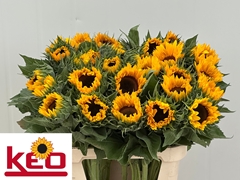 Helianthus Sunrich Orange 80cm