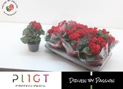 Begonia Double Halo 14Ø 31cm