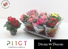 Begonia Double Mix 14Ø 35cm