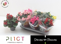 Begonia Double Mix 14Ø 35cm