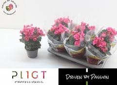 Begonia Double Adonia Pink 14Ø 35cm