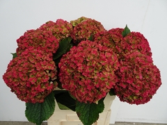 Hydrangea Royal Anastasia Classic 80cm 18-20cm Hd