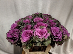 Brassica Elegance 60cm
