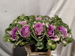 Brassica Crane Pink 60cm