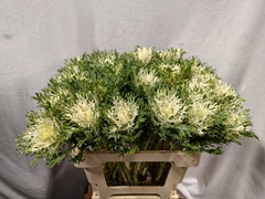 Brassica Crane Feather Snow 60cm