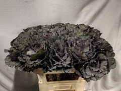 Brassica Black Leaf 70cm
