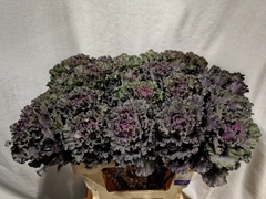 Brassica Black Angel 60cm