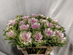 Brassica Crane King 60cm