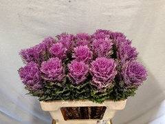 Brassica Crane Queen 60cm