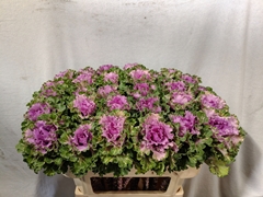 Brassica Empire Bogdana 70cm
