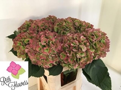Hydrangea Verena Classic 60cm 19-21cm Hd