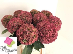 Hydrangea Elbtal Classic 100cm 24-26cm Hd