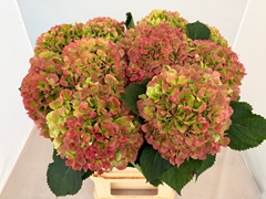 Hydrangea Verena Classic 80cm 20-22cm Hd