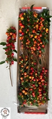Malus Red Sentinel Per Stem 50cm