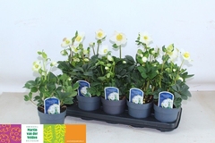 Helleborus Christmas Carol 12Ø 35cm