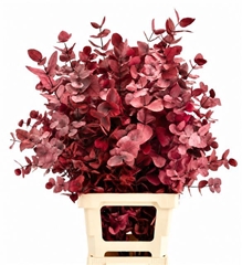 Eucalyptus Cinerea Cerise Per Bunch 70cm 150gr.