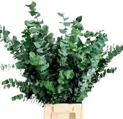 Eucalyptus Stuartiana Green Per Bunch 70cm 150gr.