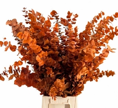 Eucalyptus Stuartiana Orange Per Bunch 70cm 150gr.