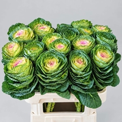 Brassica Crane Bicolour 75cm