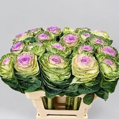 Brassica Crane Bicolour 60cm