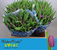 Tulip Single Angola 40cm 35gr.