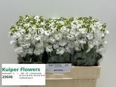 Matthiola Phantom White 58cm