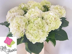 Hydrangea White Verena Classic 80cm 20-22cm Hd