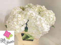 Hydrangea Royal Highness 60cm 14-16cm Hd