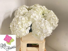 Hydrangea Royal Highness 80cm 16-18cm Hd