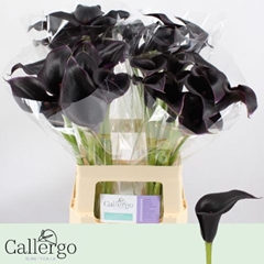Zantedeschia Cantor 60cm