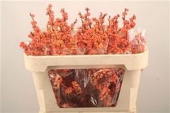 Ilex Winter Gold 70cm